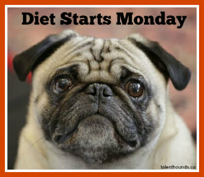 Fishstick the Rescue Pug's diet starts Monday, plus great ideas to get active indoors in winter.
