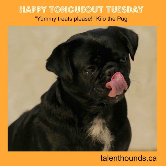 Happy Tongue Out Tuesday love Kilo the Pug