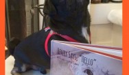 Henry Says, Hello book review with Kilo the Pug