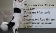 Hero the super collie dancing- David Bowie "Let's Dance" inspirational lyrics