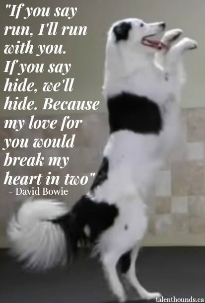 RIP David Bowie- you rocked my world. Hero the Super Collie dancing to "Let's Dance" with inspirational lyrics