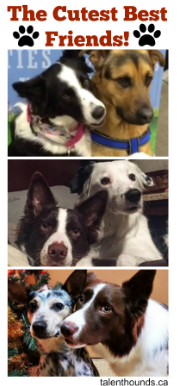 Lottie, Hero, Marvel and Rev are the cutest dog best friends 