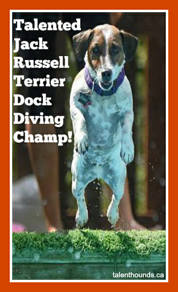 Talented Jack Russell Terrier Dock Diving Champion