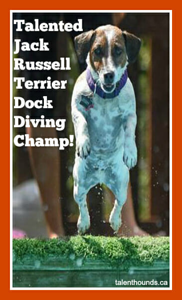 Talented Jack Russell Terrier Dock Diving Champion