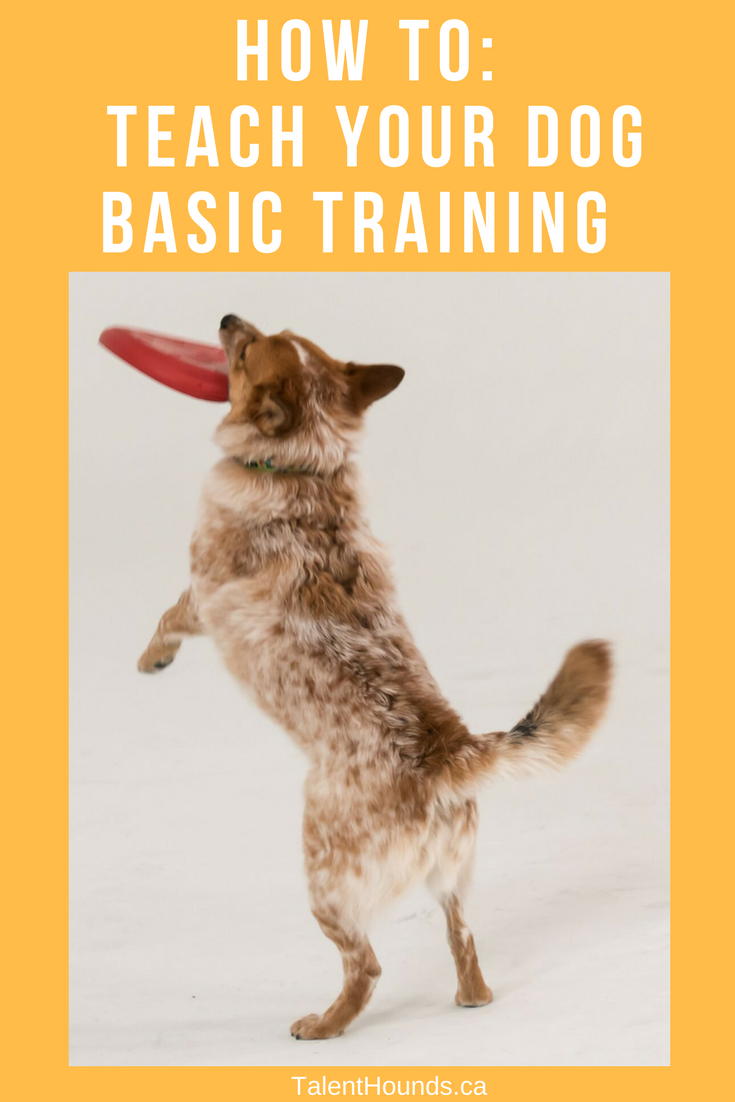 How To Teach Your Dog The Foundations of Basic Training Talent Hounds