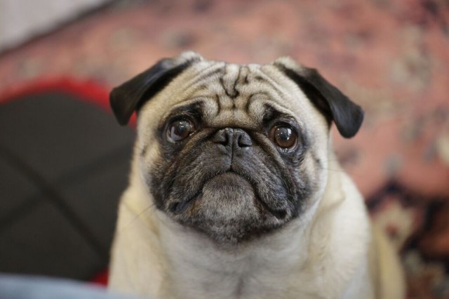 Adorable Fishstick the rescue pug closeup