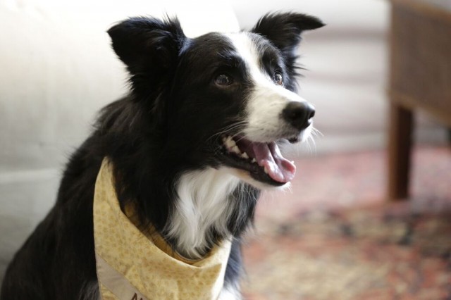 Nana the talented Border Collie smiling