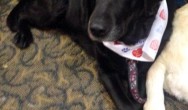 Black lab laying down