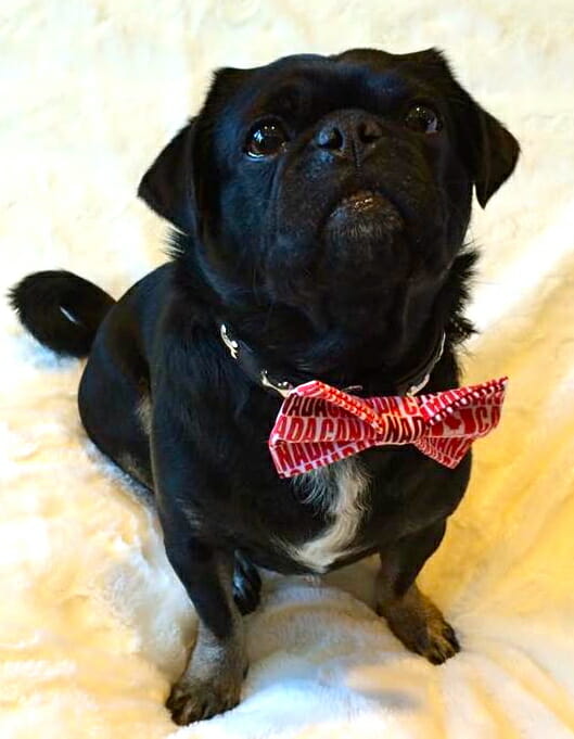 Kilo the pug wearing his Handmade in the Hammer bow tie 