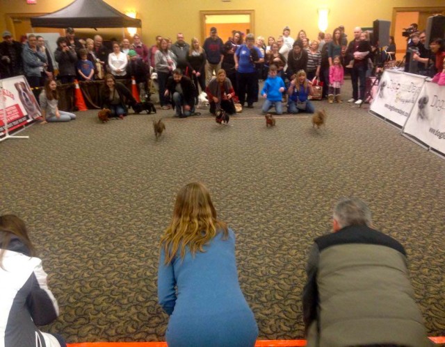 Wiener Dogs Racing at Dog Lovers Days