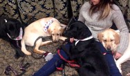 four tired labrador retrievers laying down with girl