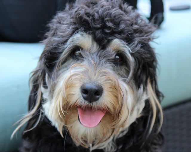 Roxie the Bernadoodle- poodle mix