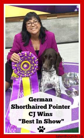 German shorthaired pointer CJ Wins %22Best In Show%22
