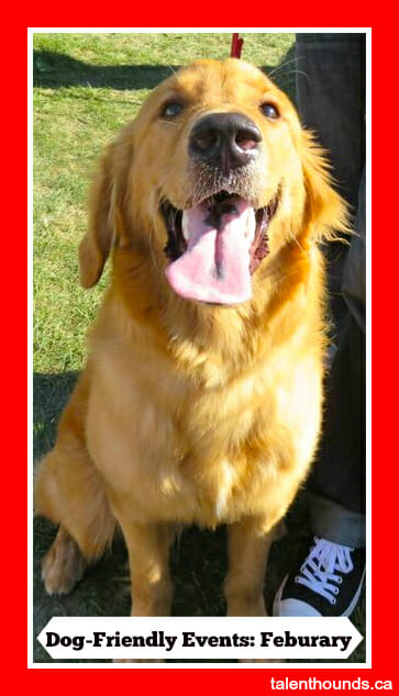 Golden Retriever Smiling -Dog-friendly events