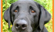 How to protect your dog's dental health- Black Lab smiling