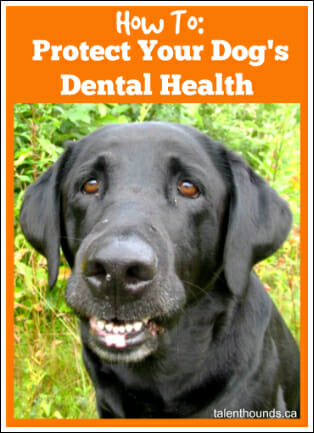 How to protect your dog's dental health- Black Lab smiling