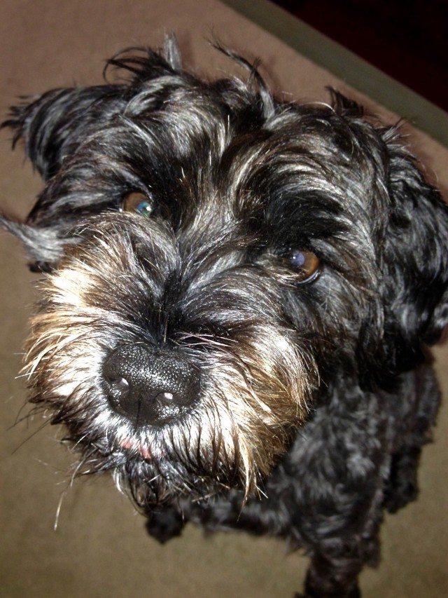 Jynx the happy schnoodle