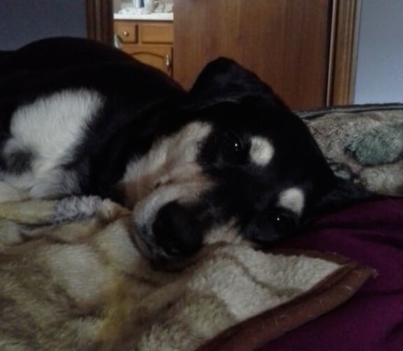 Luna the Rescue Dog watching