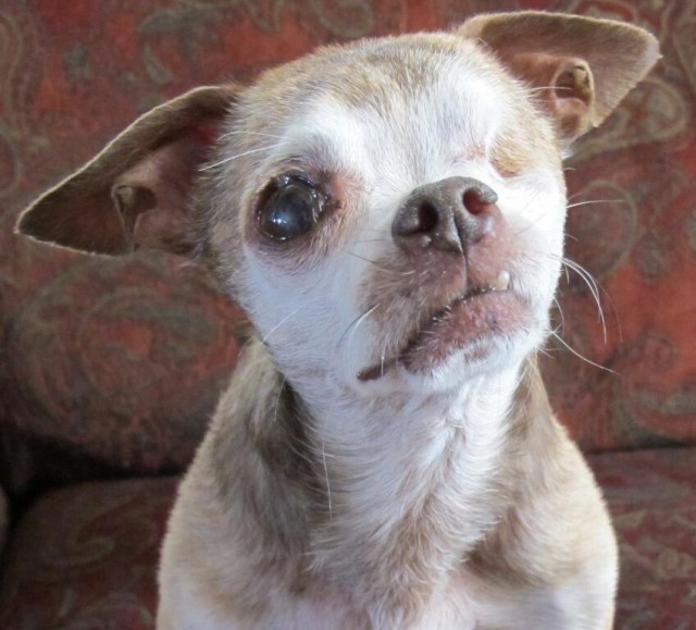 Puppy Mill Survivor and Hero Harley