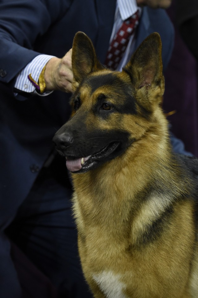 German Shepherd WKC winner