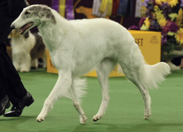 Borzoi WKC winner