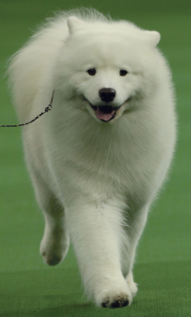 Samoyed WKC winner