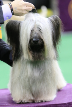 Skye Terrier WKC winner