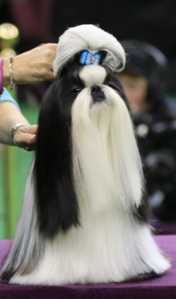 Shih Tzu WKC winner