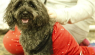 black dog sitting in red dress