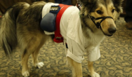 dog dressed up for karate