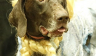 close up of dog dressed as dorothy