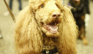 Poodle smiling