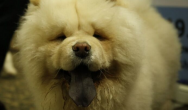 white chow chow