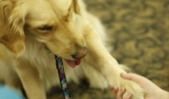 golden retriever gives paw