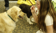 girl trains golden retriever