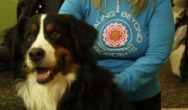 woman and bermese mountain dog