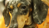 wiener dog close up