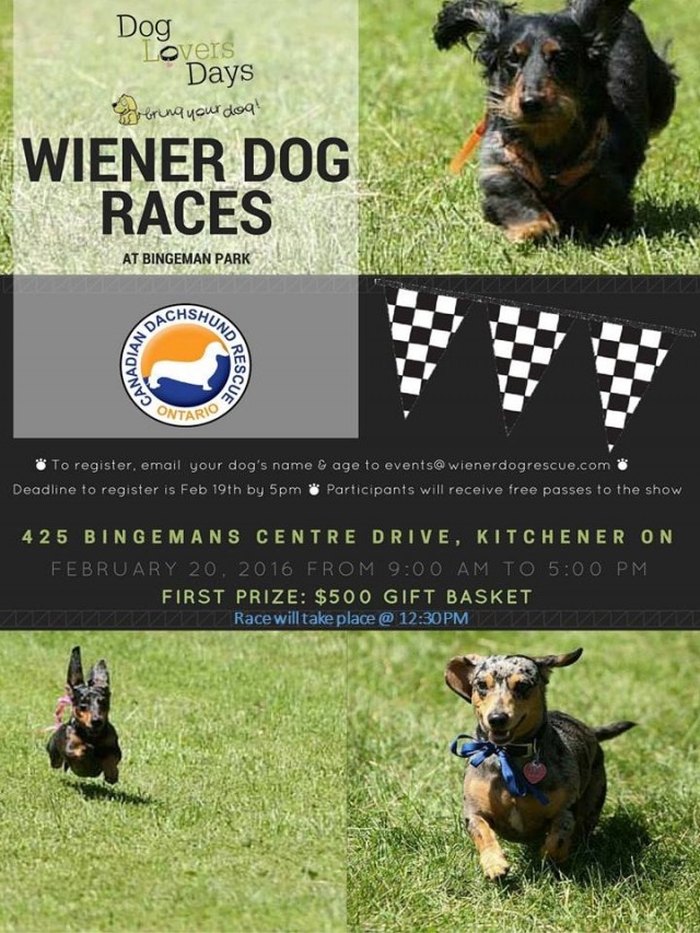Wiener Races DLD