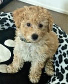 bella the bihpoo poodle mix