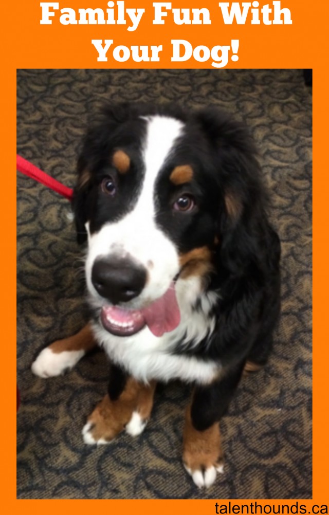 cute bernese mountain dog puppy at Dog Lovers Days