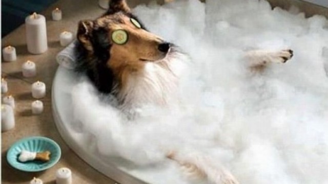 dog on holiday