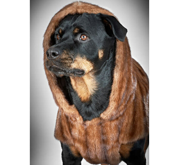 minkcoat for dogs