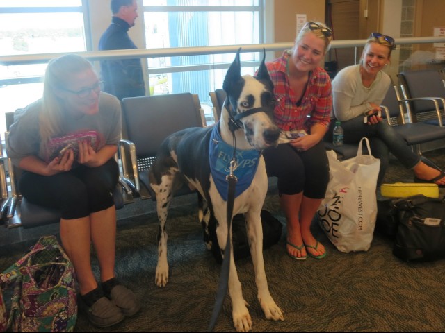 Dozer the therapy dog sitting with friends