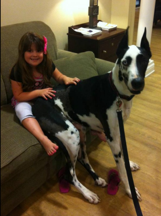 Dozer the therapy dog pretending to be a lap dog