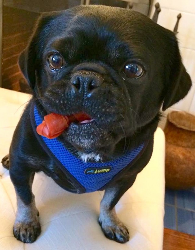 Kilo the pug with treat