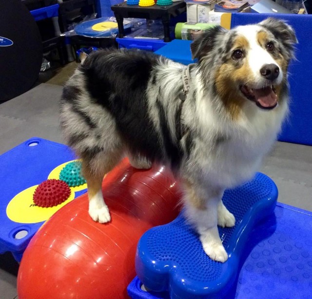 Fit paws dong on fitness peanuts