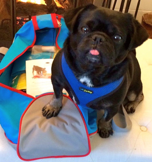 Kilo the Pug with his new Buster Activity Mat