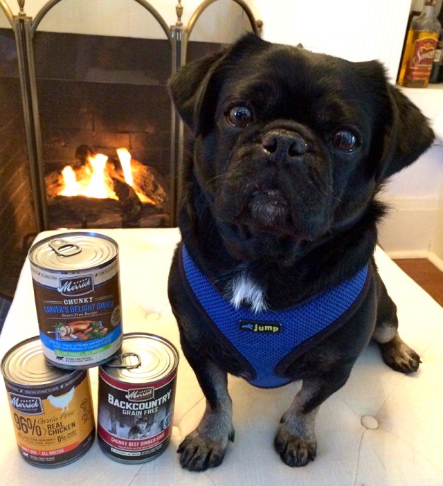 kilo the pug sitting with cans of Merrick dog food