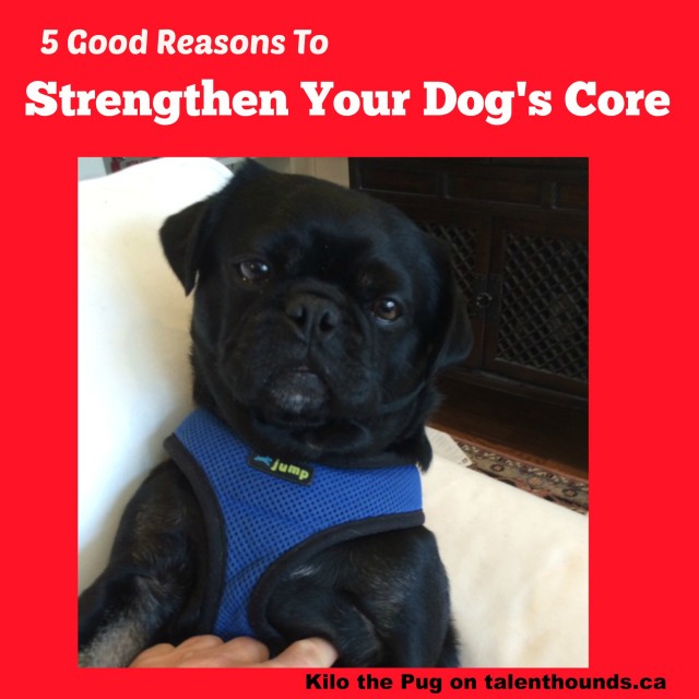 5 Good reasons to strengthen your dogs core