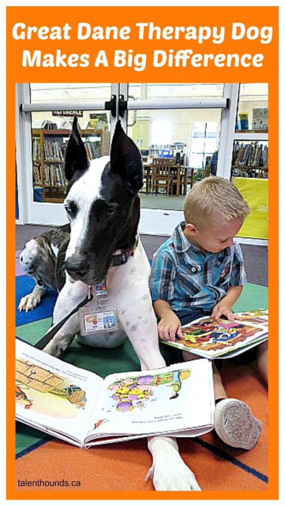 Great Dane Therapy Dog Makes A Big Difference - Talent Hounds